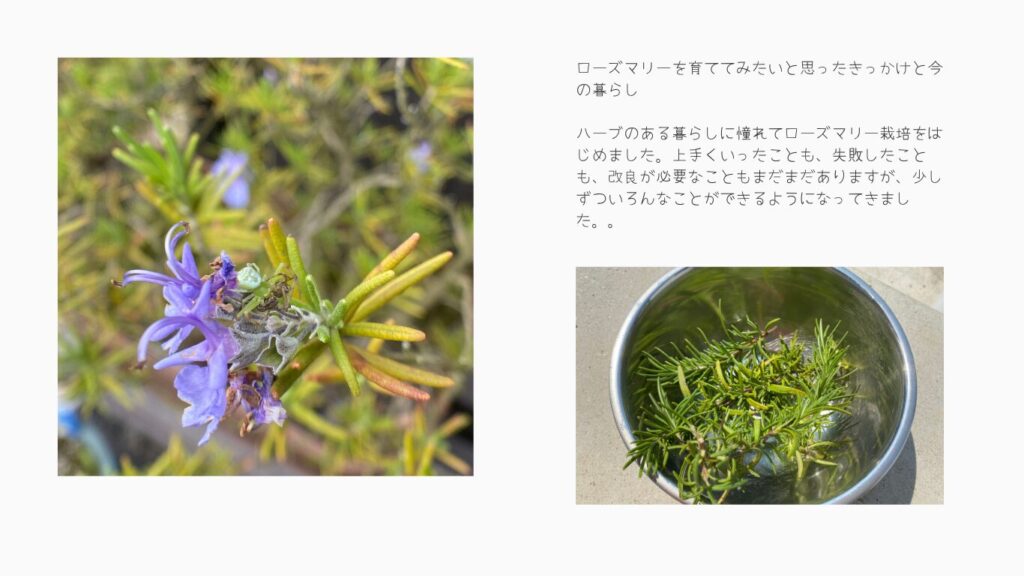 ローズマリー栽培のきっかけ